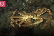 10億隻雪蟹離奇消失，吃不到蟹腿只是微不足道的第一步