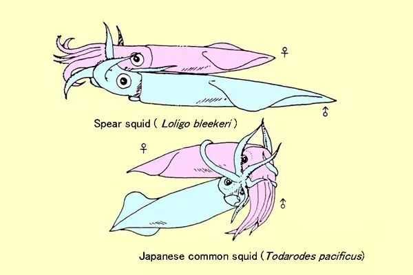 魷魚的十條腿中，有兩條腿用來做性行為