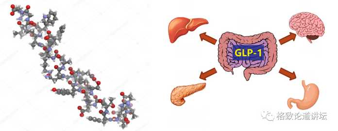 GLP-1:胰高血糖素樣肽-1