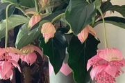 10種「洋氣花」，客廳「佼佼者」，家裡光照差，也能開滿花