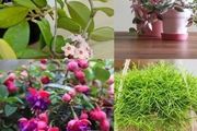 6種耐半陰的室內開花植物，在窗臺上養著就能正常生長開花