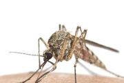 10年來首次！雪梨突現這一致命病毒，尚無疫苗或對症治療！傳染源是蚊子！