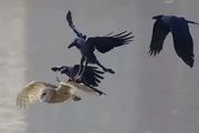從「神鳥」到「凶鳥」，幾千年來烏鴉到底經歷了什麼？