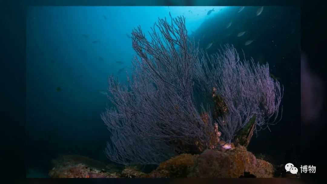 泰國附近的哈迪普號沉船上的黑珊瑚