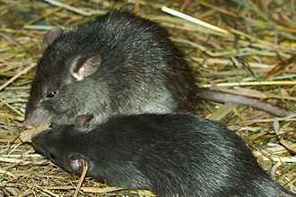 黑鼠圖片來源：wikipedia