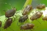 抗性蚜蟲打不掉，99%的農戶不知道這7個好方法！