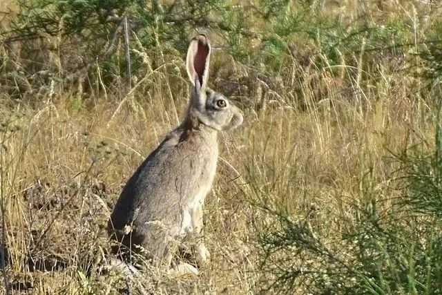 中國野兔中最常見的草兔（