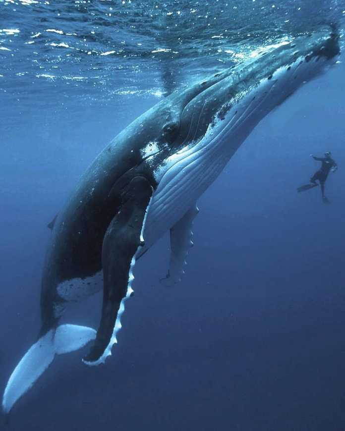 座頭鯨與人類大小對比