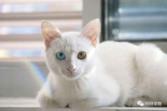 貓眼顏色