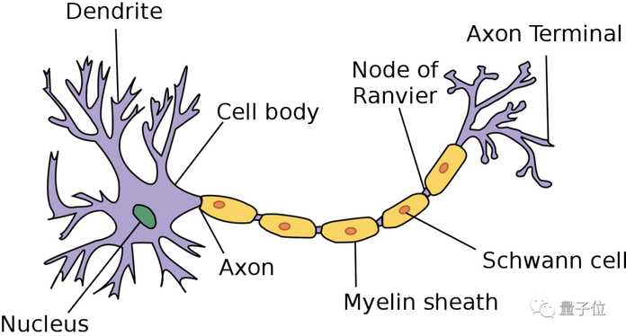在下圖中，髓鞘為黃色部分外層