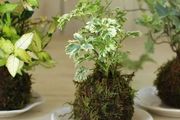 自制苔蘚球盆栽景觀，新手也可以嘗試製作，可以搭配各種植物