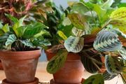 增加室內植物溼度的9種絕佳方法，什麼時候才要給花卉增加溼度？