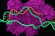 Cell：諾獎得主新作！在大量病毒中發現微型 CRISPR 系統，可高效編輯人類和植物基因組