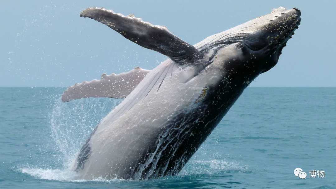 躍出海面的大翅鯨