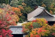 京都的楓葉為何那麼豔？