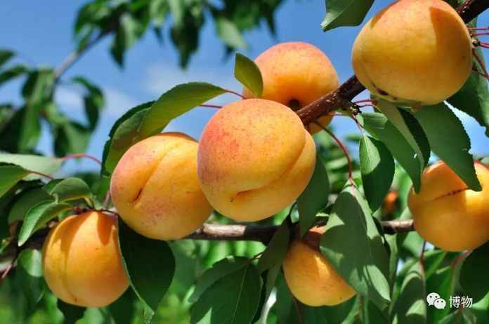 杏的果實和果仁均可食用