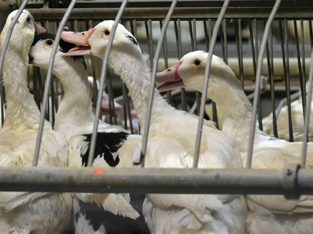 法國今年遭受多輪禽流感疫情，2000萬隻家禽被撲殺（法新社圖）
