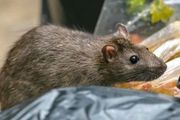 你會捉老鼠嗎？紐約市府公開招聘「捕鼠能手」，年薪$17萬！