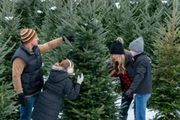 今年別買聖誕樹啦！去優勝美地砍一棵免費的帶回家！附砍樹攻略~