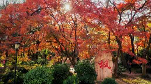 圖8：南京中山植物園紅楓崗秋景