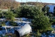 【失竊】聖誕樹被偷了50棵，還搭上一臺發電機，聖誕將至盜賊猖獗