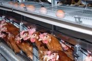 紐西蘭超市開始雞蛋限購！居民開啟「自家養殖」，SPCA發警告