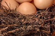 雞蛋、鴨蛋、鵝蛋、鵪鶉蛋到底哪個好？這3種，最不建議腎友吃！