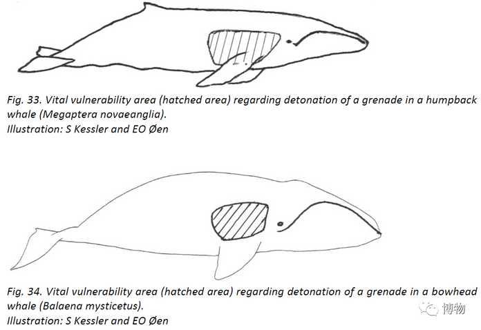 陰影處是大翅鯨和弓頭鯨的死亡標記
